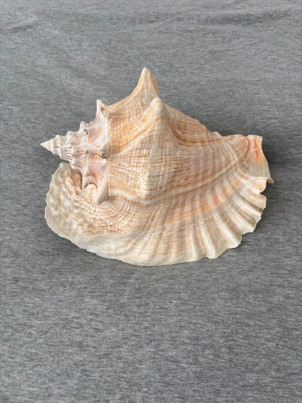 Large Queen Conch Shell 9in No Hole Pink Wedding Coastal Decor Craft Specimen